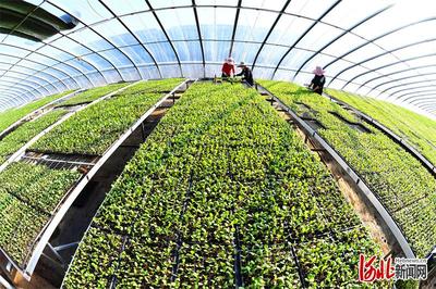 新技術(shù)新服務(wù)新產(chǎn)品助農(nóng)增收——樂亭建設(shè)全國農(nóng)業(yè)科技現(xiàn)代化先行縣探訪之果品篇